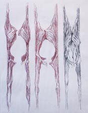 caroline van der merwe