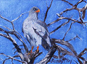 mandy_mckay