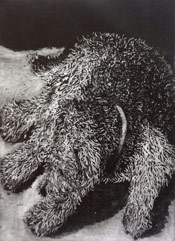 Peter Midlane