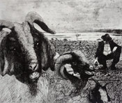 Peter Midlane