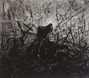 Peter Midlane