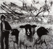 Peter Midlane