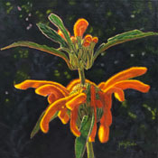 PHYLLIDA LOUW